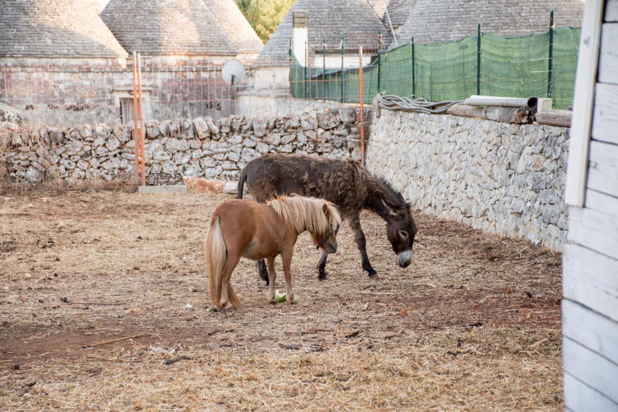 Trullo Cinquenoci Suite Locorotondo Exteriér fotografie